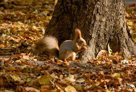 Squirrel in the autumn parkの写真素材