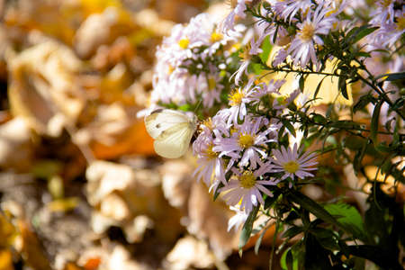 White cabbage butterfly on aster flowerの写真素材