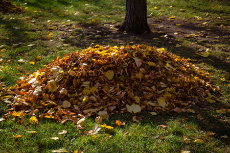 Pile of yellow leaves in an autumn parkの写真素材