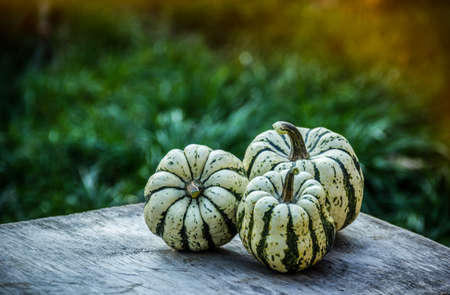 Pumpkins on a wooden table in the garden.の写真素材