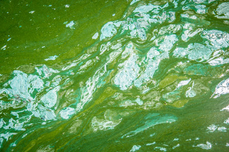 Dirty green water with foam. Algal bloom in the river