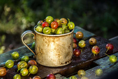 Delicious sweet gooseberry in an old mugの写真素材