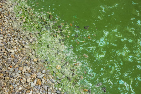 Taganrog Bay. Dirty shore. Algae bloomの写真素材