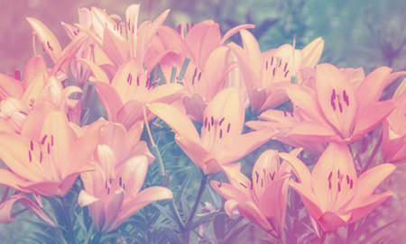 Tender pastel color lilies in soft and sweet style. Lily flowers colorful floral backdrop and beautiful background for freshness , tenderness, nature, season.の写真素材
