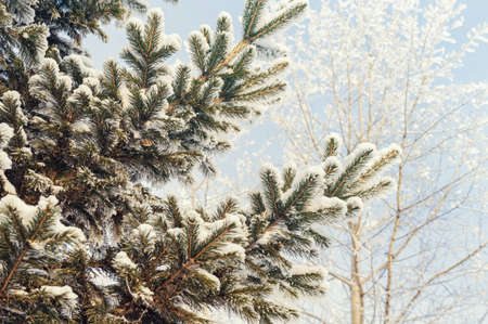 Snow covered spruce branch covered with snow against the winter blue sky. Green fur tree close up...