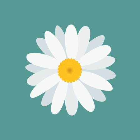 White beautiful chamomile flower, isolated on blue background. Top view. Vector Illustration.のイラスト素材