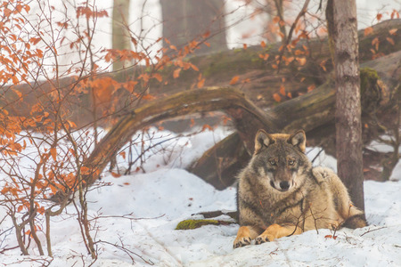 Gray wolf (Canis lupus)