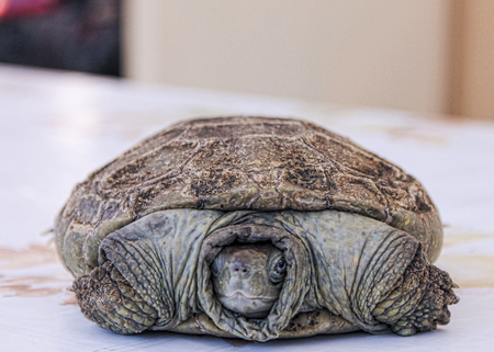 a portrait of a turtleの写真素材