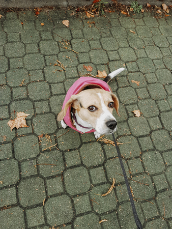 Beagle dog with pink coat taking a walk down the street in autumnの写真素材