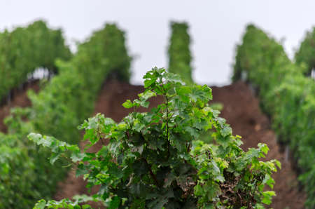 Lush Grape Vineyard on the hill, Herneacova, Romania.