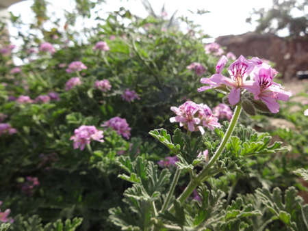 Purple Flowers In Green Space