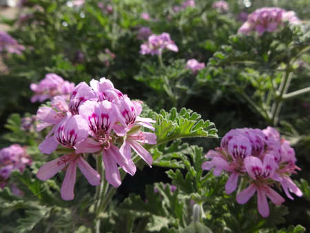 Purple Flowers In Green Space