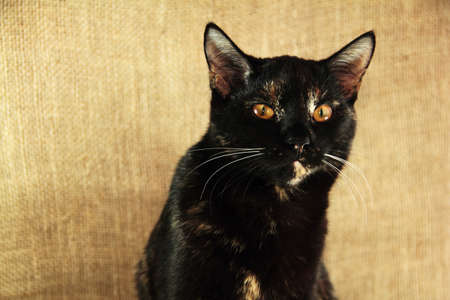 Domestic cat