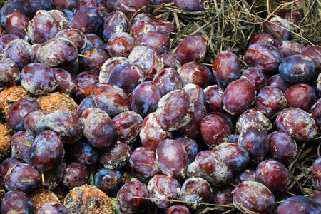 Spoiled plumsの写真素材