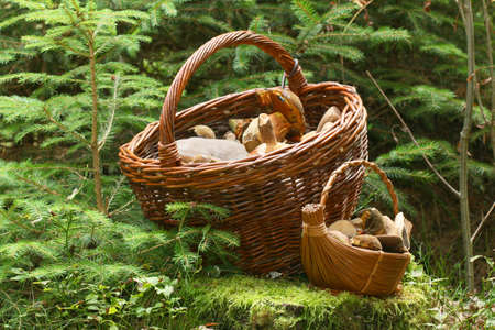 Muschrooms baskets in the forest