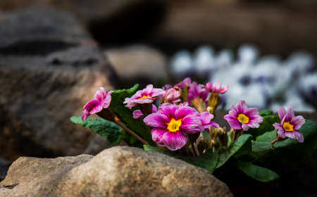 beautiful purple primrose flower in stone decorationの写真素材