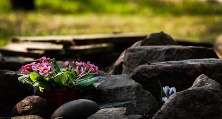 primrose primrose on the background of stones and green grassの写真素材