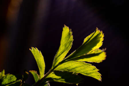 Blooming rosehip leaf in the morning sun on a dark backgroundの写真素材