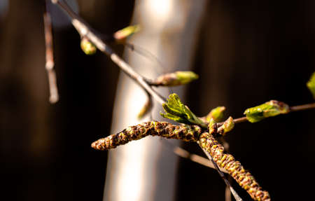 Spring flowering of Russian birch on a blurry dark background with a white diagonal