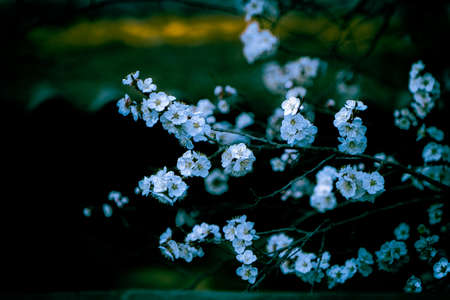 Luxurious branch of a blossoming apricot on a blurry dark background