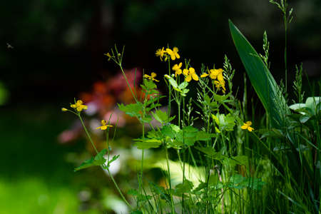 Yellow wildflower celandine on a dark blurry backgroundの写真素材