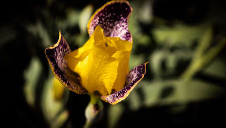 Beautiful yellow spring iris flower on a background of leavesの写真素材
