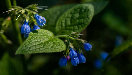 Medicinal plant flowers Comfrey close-up on a dark background