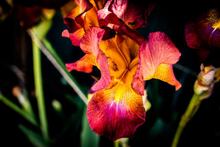Luxurious yellow-red iris flowers on a blurred background