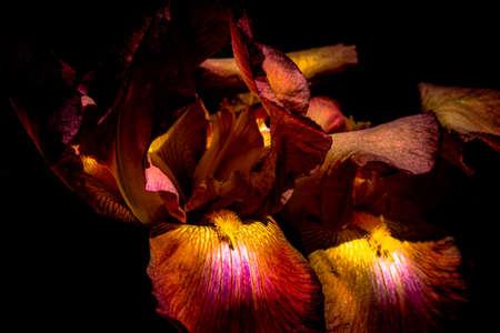 Luxurious yellow-red iris flowers on a blurred background
