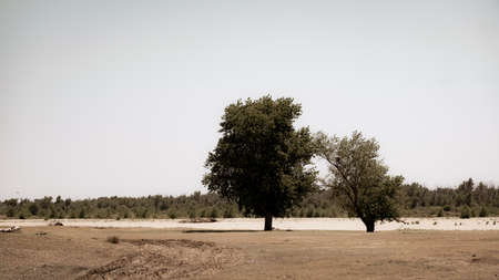 Two trees at the crossroads of rural roads in the village of Korshevitoe, Astrakhan region. Russiaの写真素材