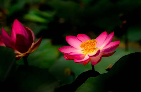 Beautiful lotus flower (lat.NelÃºmbo) on blurred background of leavesの写真素材