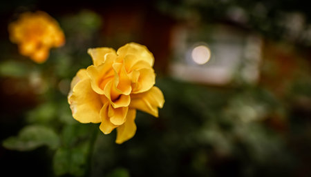 Rose Gloria. The last flowering in the shady garden of the country.の写真素材