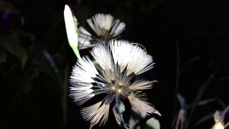 Flower And Darkの写真素材