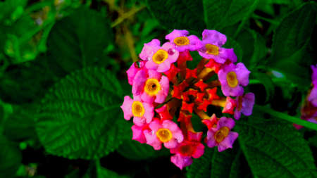 Pink Flower is blowing