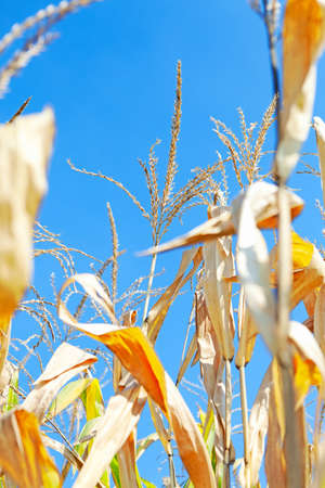 Mature corn plant
