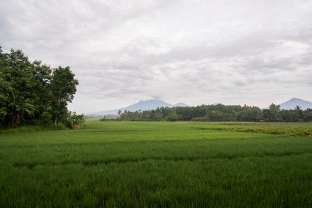 background. landscape photo. the mountain roared in the morning. parijatah kulon village, banyuwangi district.の写真素材