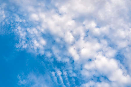 Panorama. View of chili farm with blue sky and white cloudsの写真素材