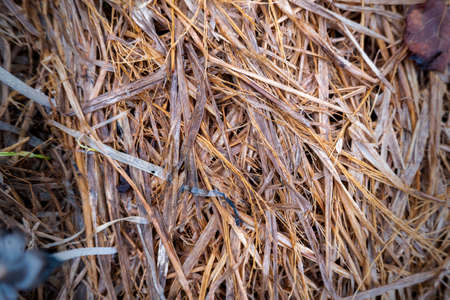 straw, wet straw background texture, vintage style for design.の写真素材