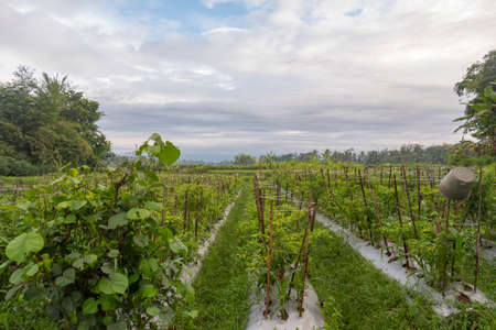 Eastern Agriculture in Banyuwangi Regency, Indonesia. photo of the cucumber plant in the village in...