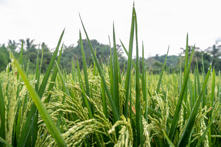 rice plants. rice farming that bears young fruit is still green. rice farm scenery in the villageの写真素材