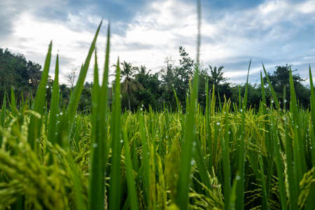 rice plants. rice farming that bears young fruit is still green. rice farm scenery in the villageの写真素材