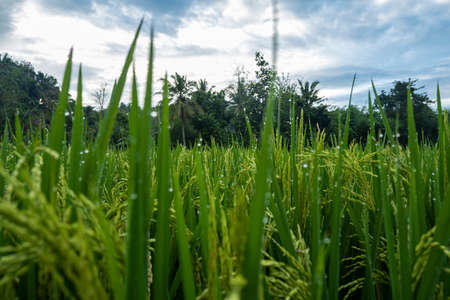 rice plants. rice farming that bears young fruit is still green. rice farm scenery in the villageの写真素材