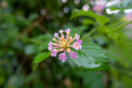 macro photo of pink flowers in the garden in the morningの写真素材
