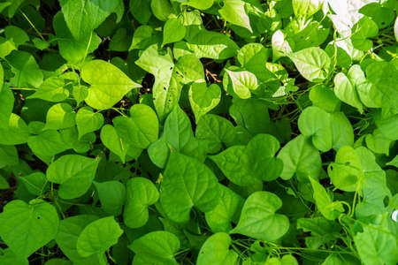 green grass background in park. grass background in nature. grass background