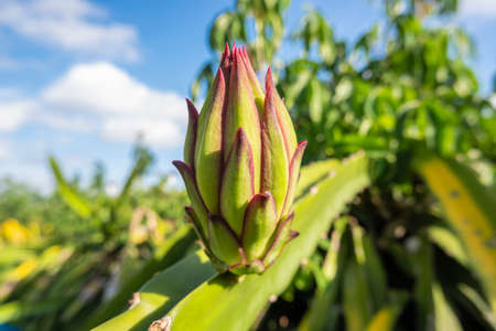 dragon fruit flower that is about to bloom. dragon fruit plant background. dragon fruit in the gardenの写真素材