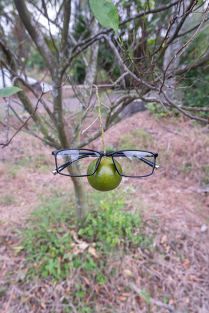 Glossy black square eyeglass frame on citrus fruit against a backdrop of natural scenery. square...