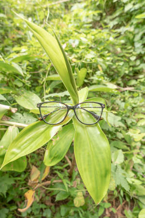 leopard color cat eye glasses frame on turmeric leaf. Cat's eye glasses frame in the photo from above with a natural landscape background. cat eye glassesの写真素材