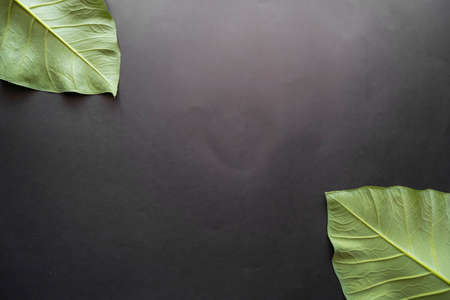 Black Color Paper Texture Background With 2 Taro Leaves. Creative idea concept. Minimalism. Top viewの写真素材