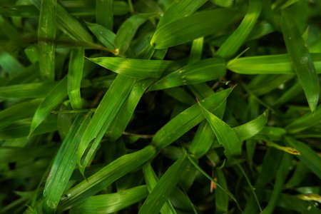 Green Grass Background Texture In The Garden. Green Leaf Background Texture. Nature Background