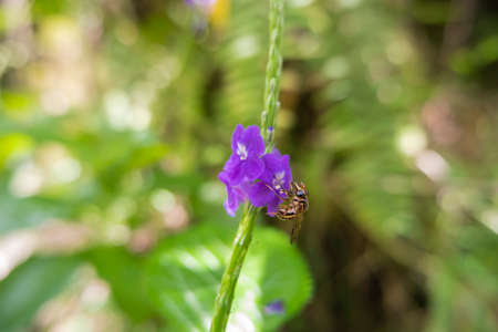 Natural Scenery Background Honeybees Sucking Purple Flower Honey Nectar. Purple Flowers And Honey Beesの写真素材